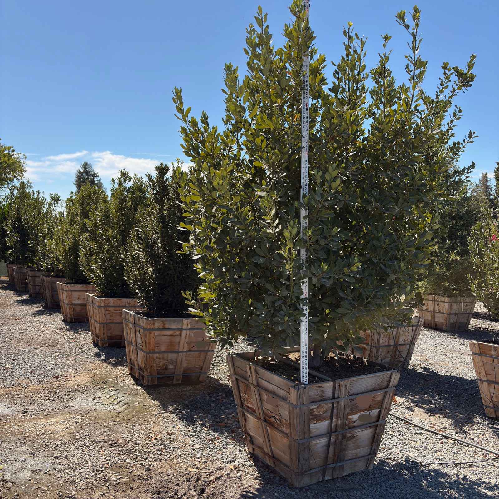 Saratoga Sweet Bay Laurel