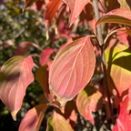 Satomi Kousa Dogwood