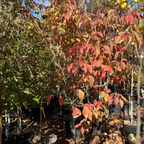Satomi Kousa Dogwood