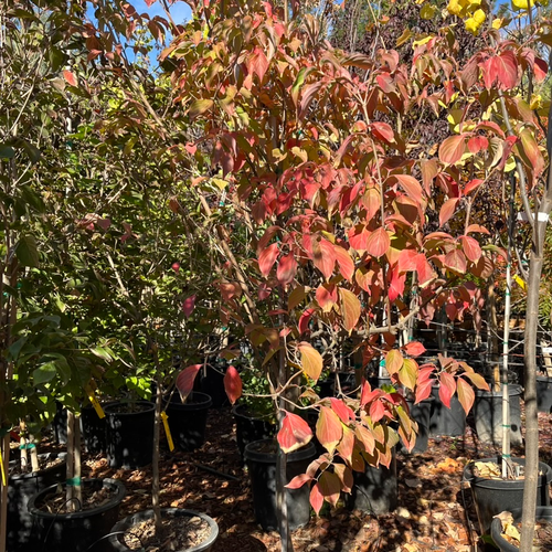 Satomi Kousa Dogwood – Victory Nursery