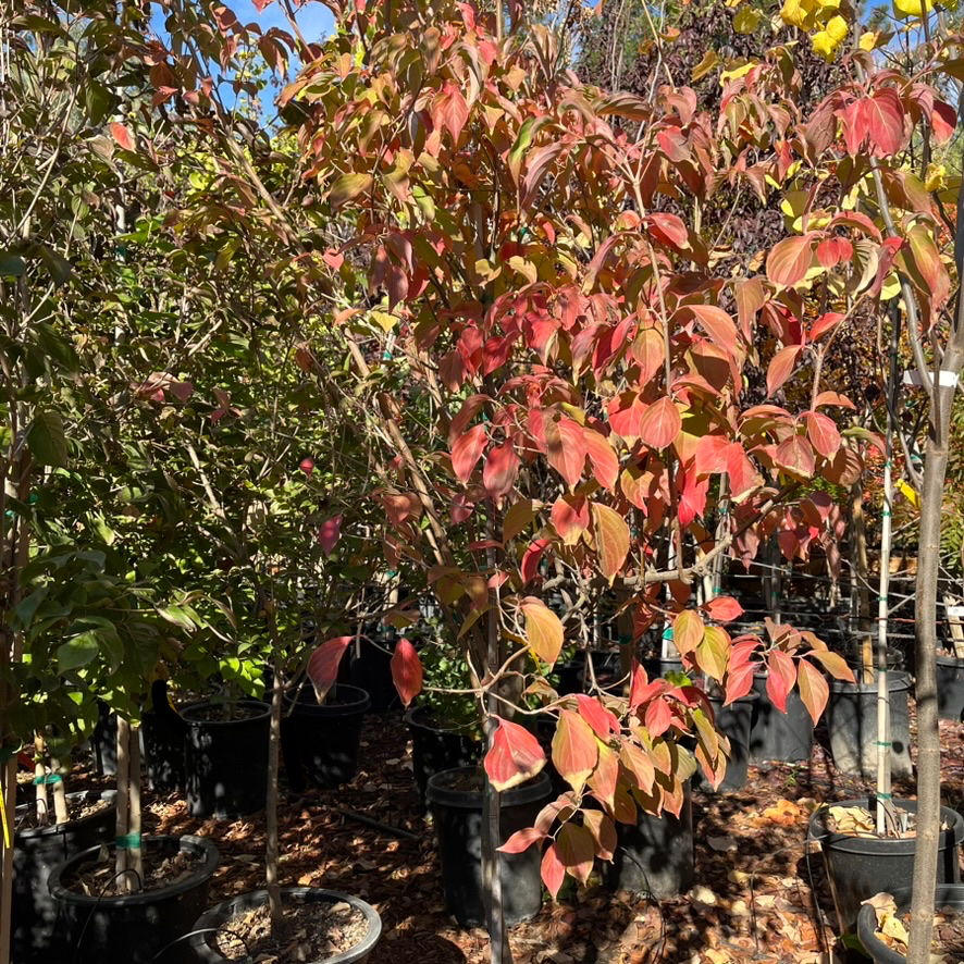 Satomi Kousa Dogwood