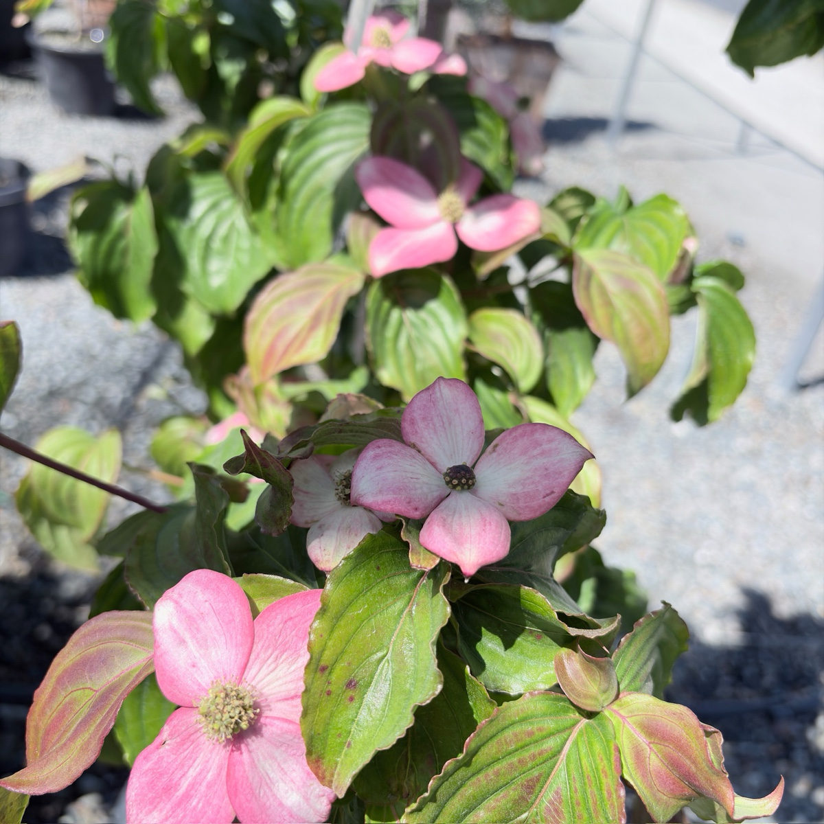 Satomi Kousa Dogwood