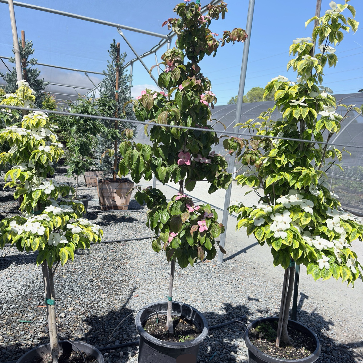 Satomi Kousa Dogwood – Victory Nursery