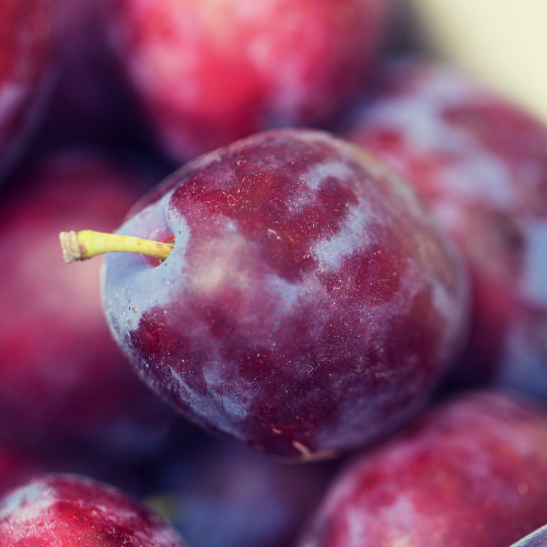 Satsuma Japanese Plum