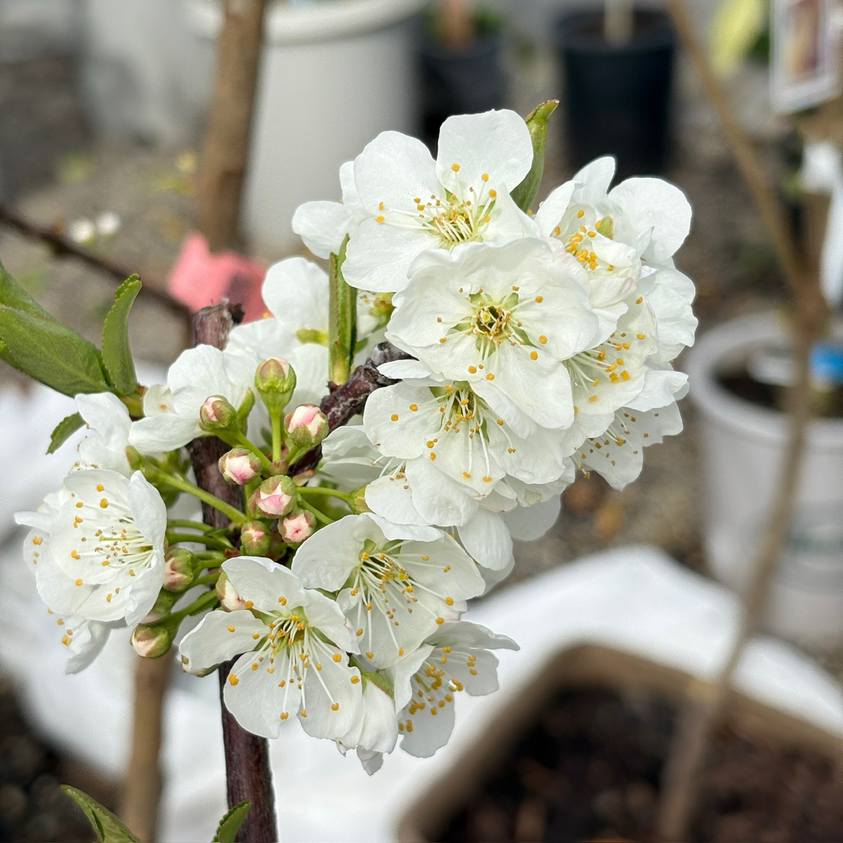 Satsuma Japanese Plum