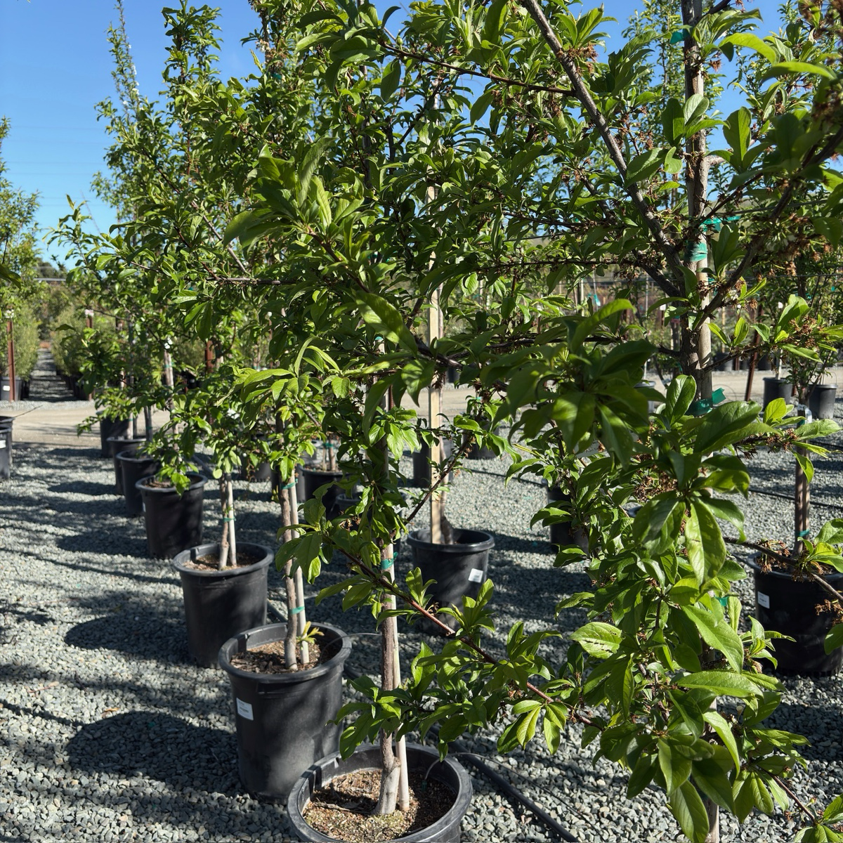 Satsuma Japanese Plum