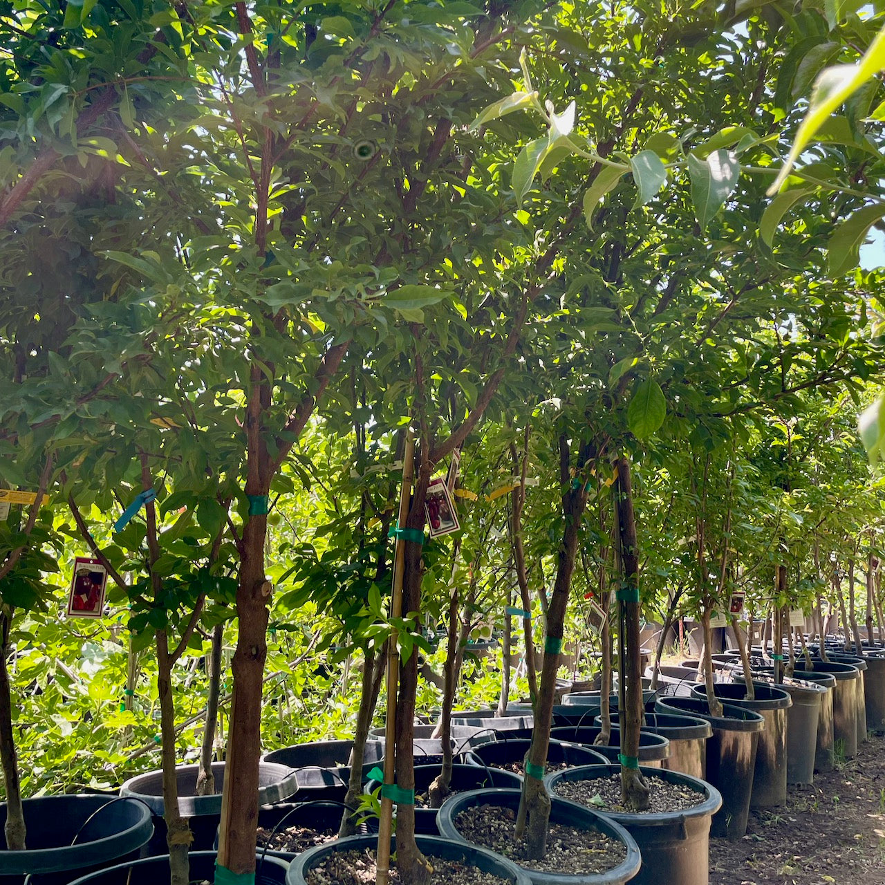 Satsuma Japanese Plum