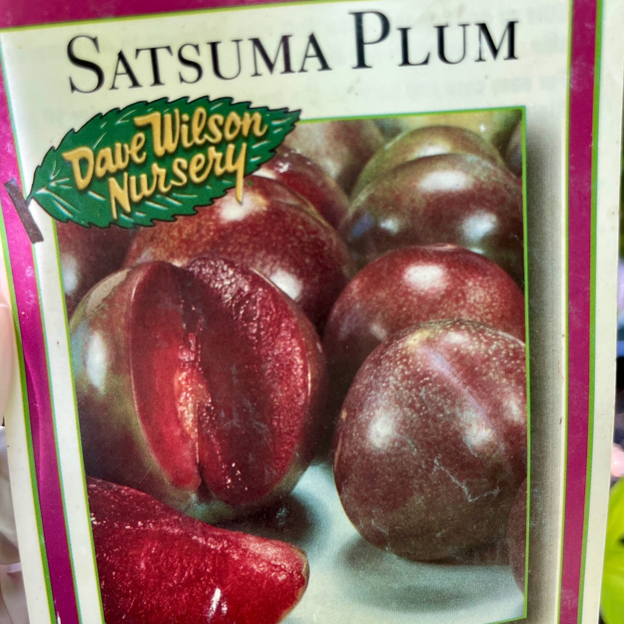 Satsuma Japanese Plum