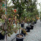 Satsuma Japanese Plum