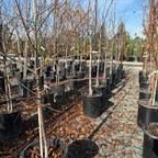 Satsuma Japanese Plum