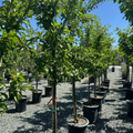 Satsuma Japanese Plum