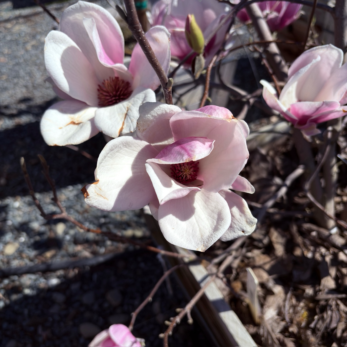planting saucer magnolia Saucer Magnolia Tree – Large Pink & White Spring Blooms – Victory Nursery