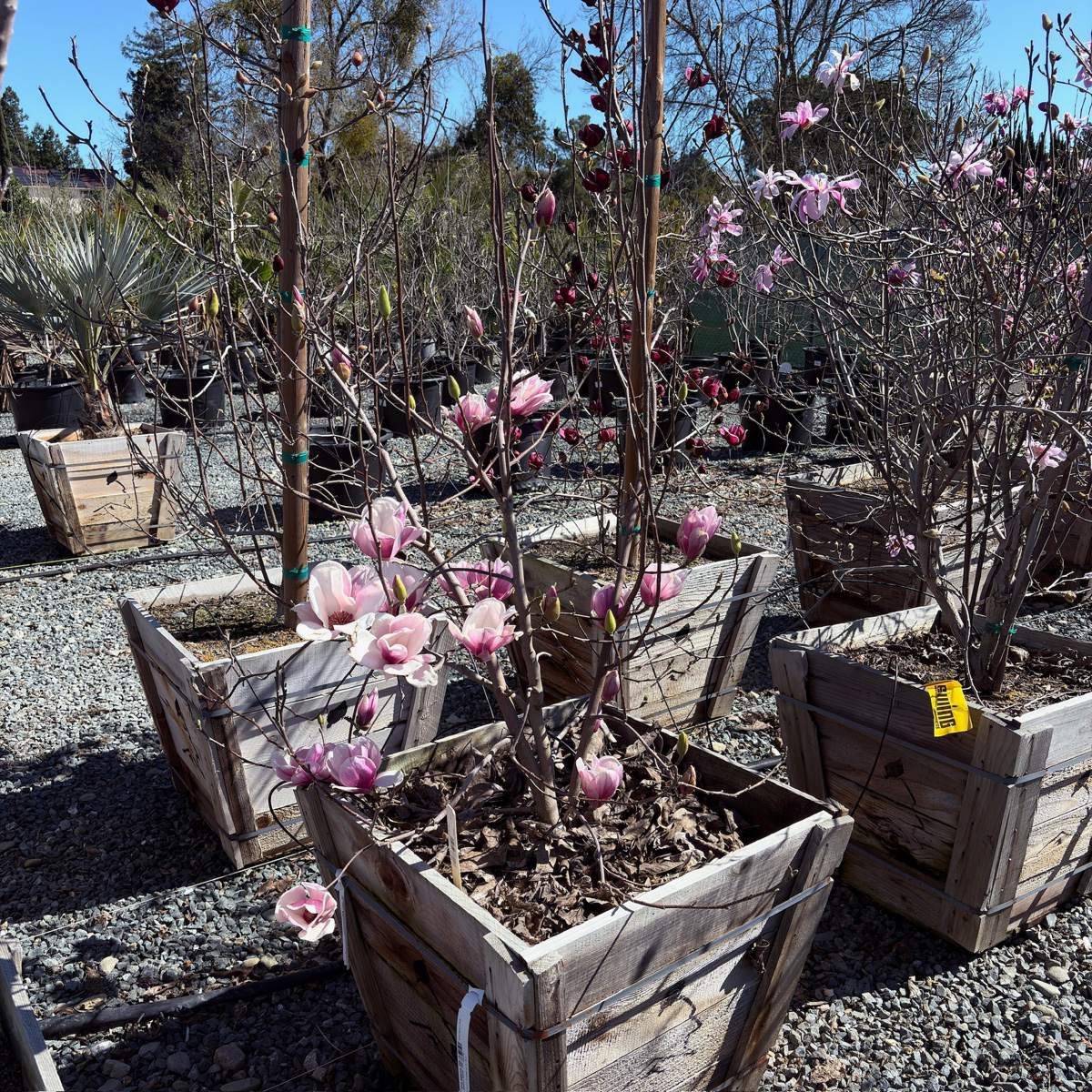 magnolia pot plant Saucer Magnolia