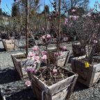 Potted Saucer Magnolia plants with pink flowers in a nursery setting