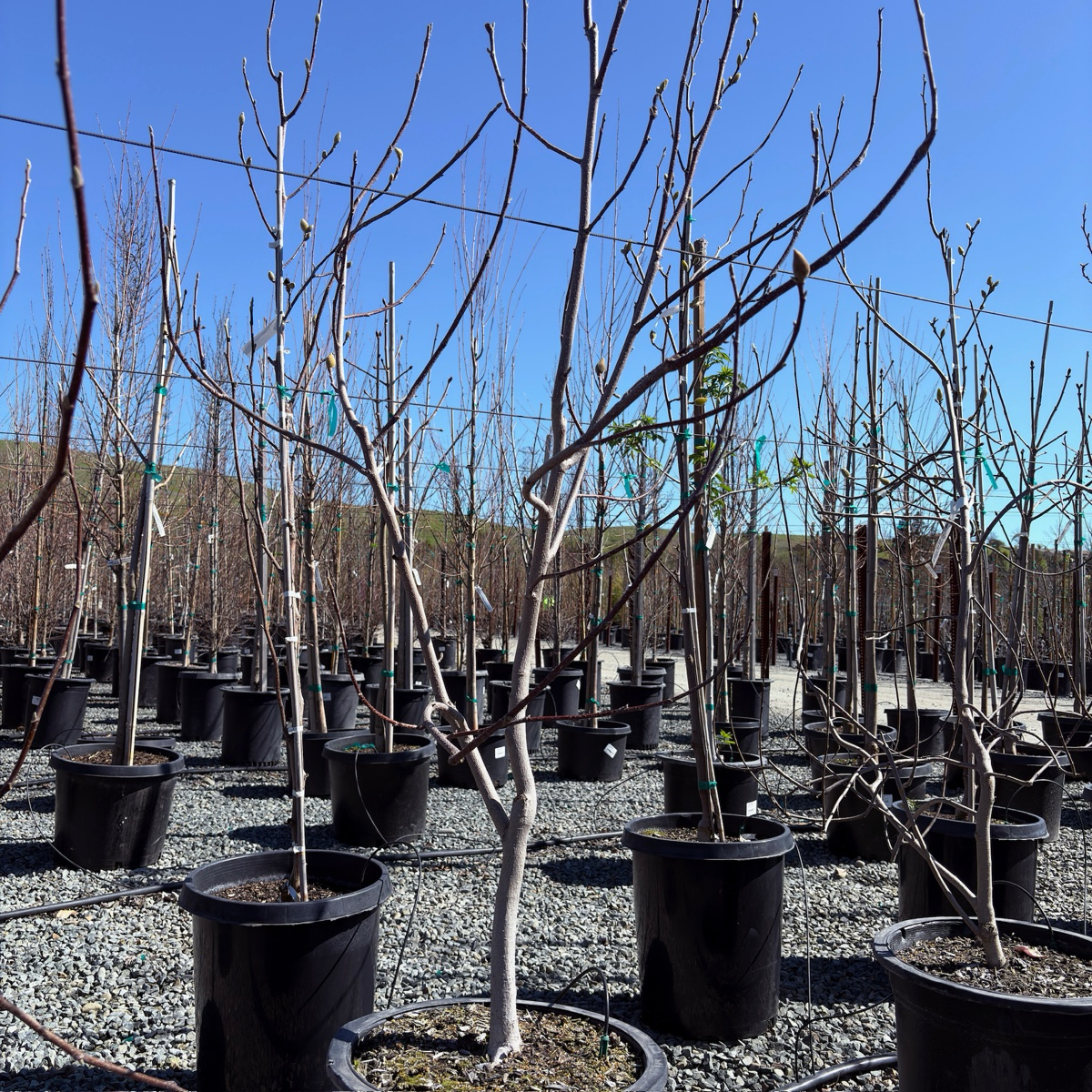 Row of potted Saucer Magnolia trees in a nursery setting with a clear blue sky.