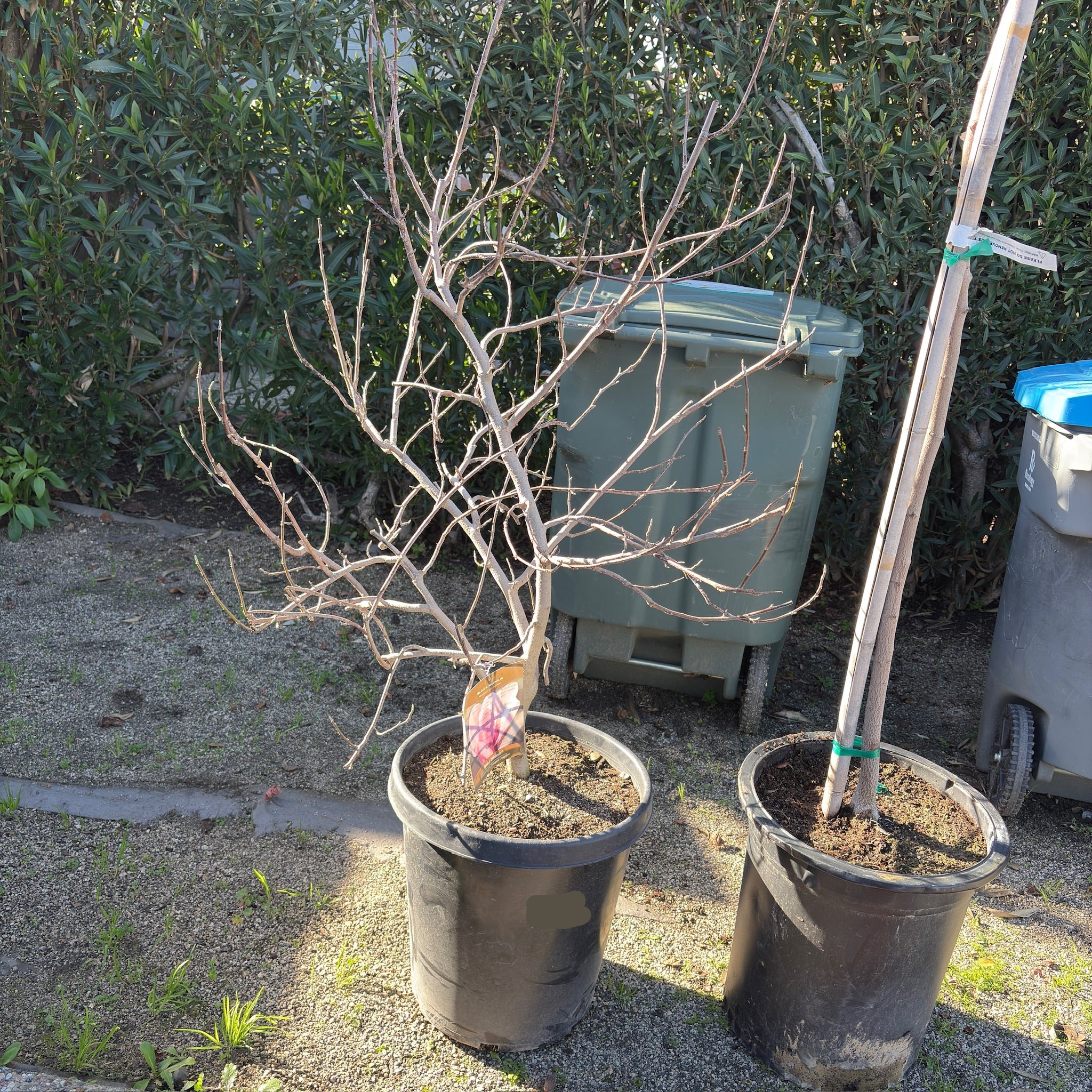 Saucer Magnolia