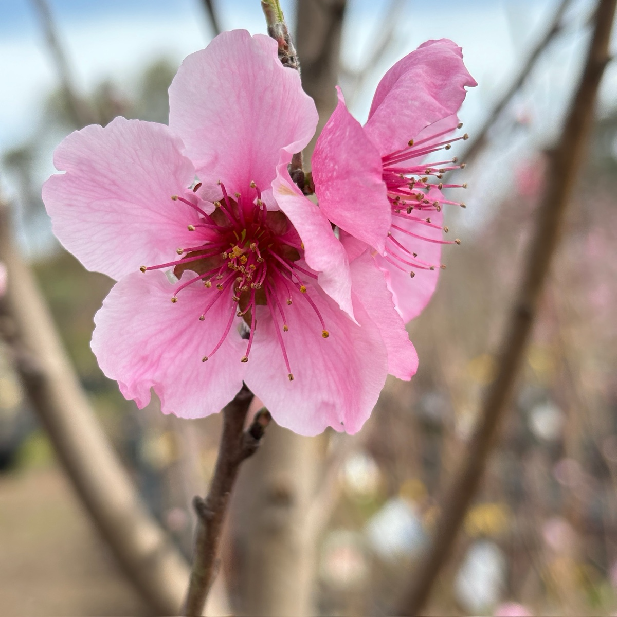 Sauzee King Nectarine