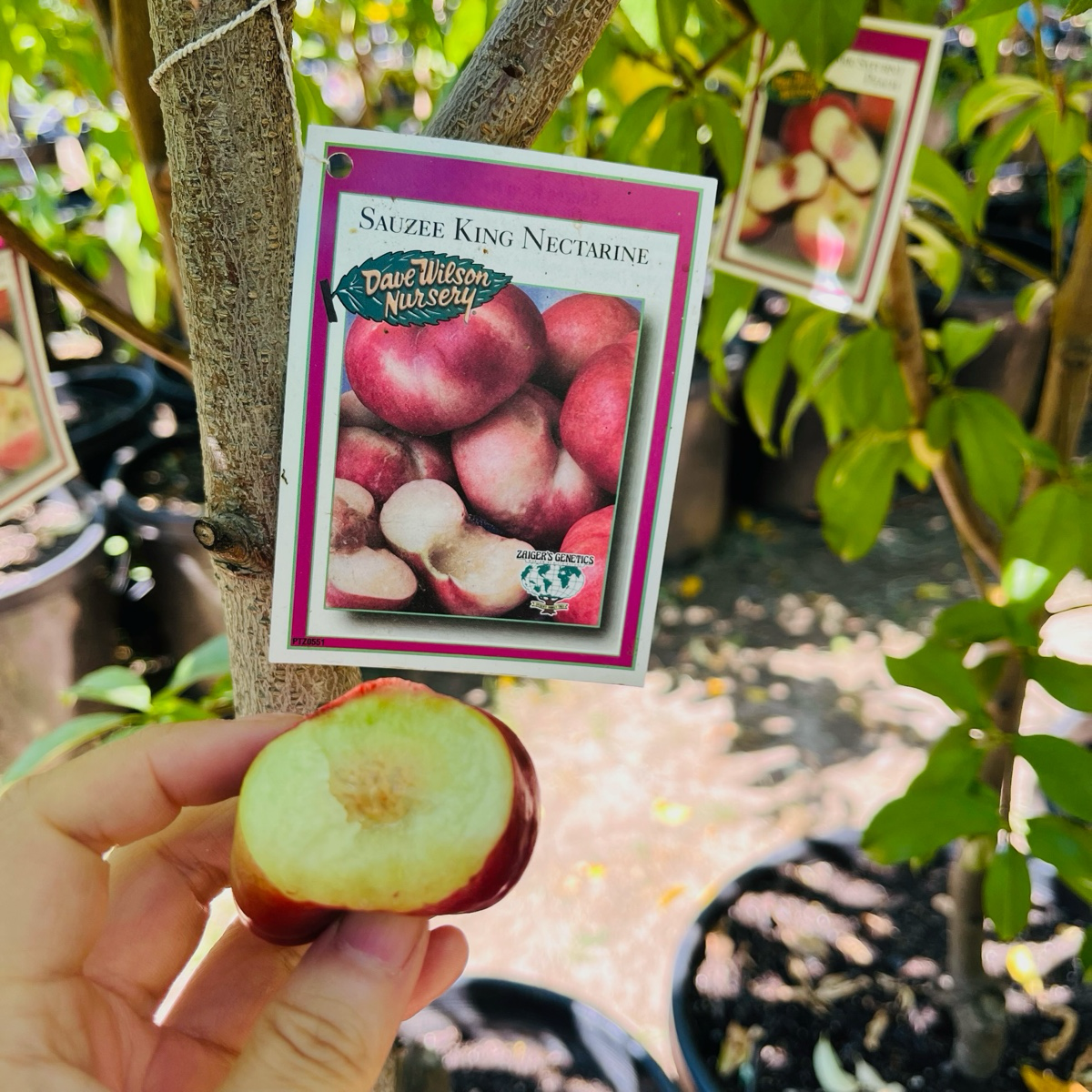 Sauzee King Nectarine