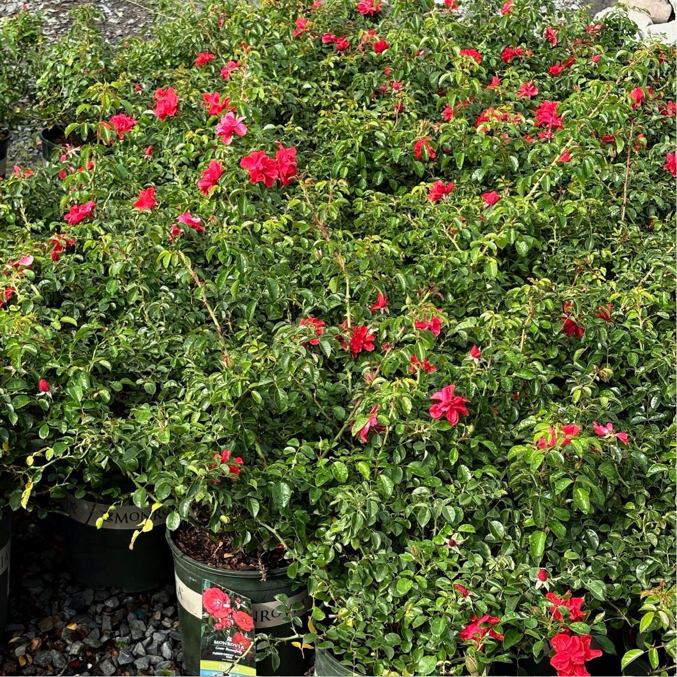 Potted Scarlet Carpet Rosa plants with red flowers and green leaves in a garden setting.