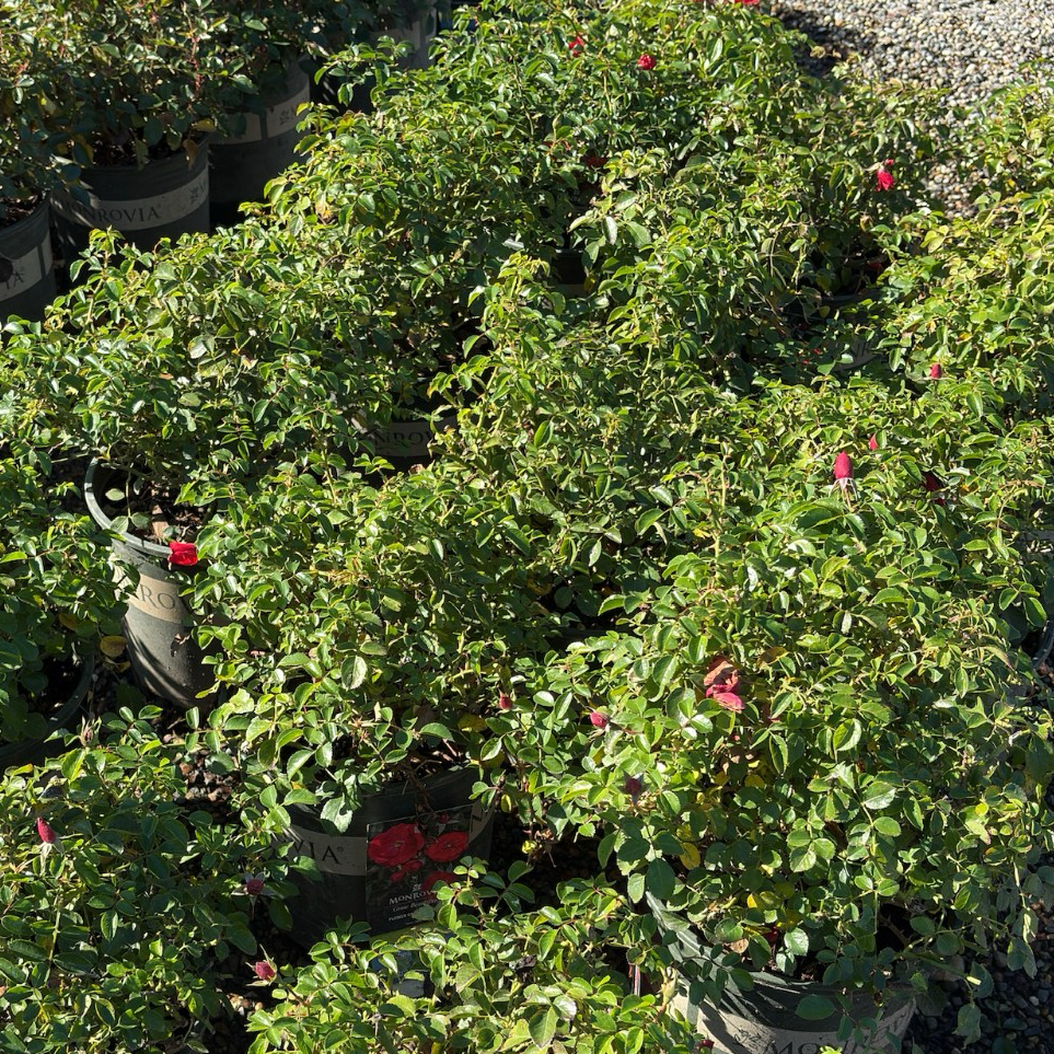 Potted Scarlet Carpet Rosa plants with green leaves and red flowers in a garden setting