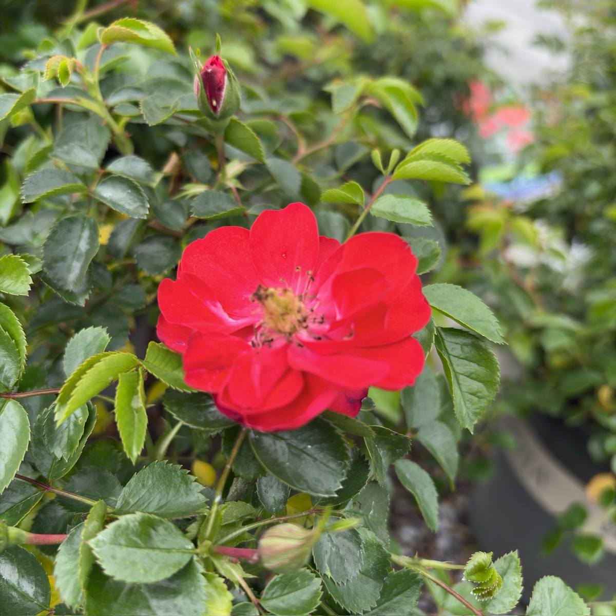 Red Scarlet Carpet Rosa with green leaves in a natural setting
