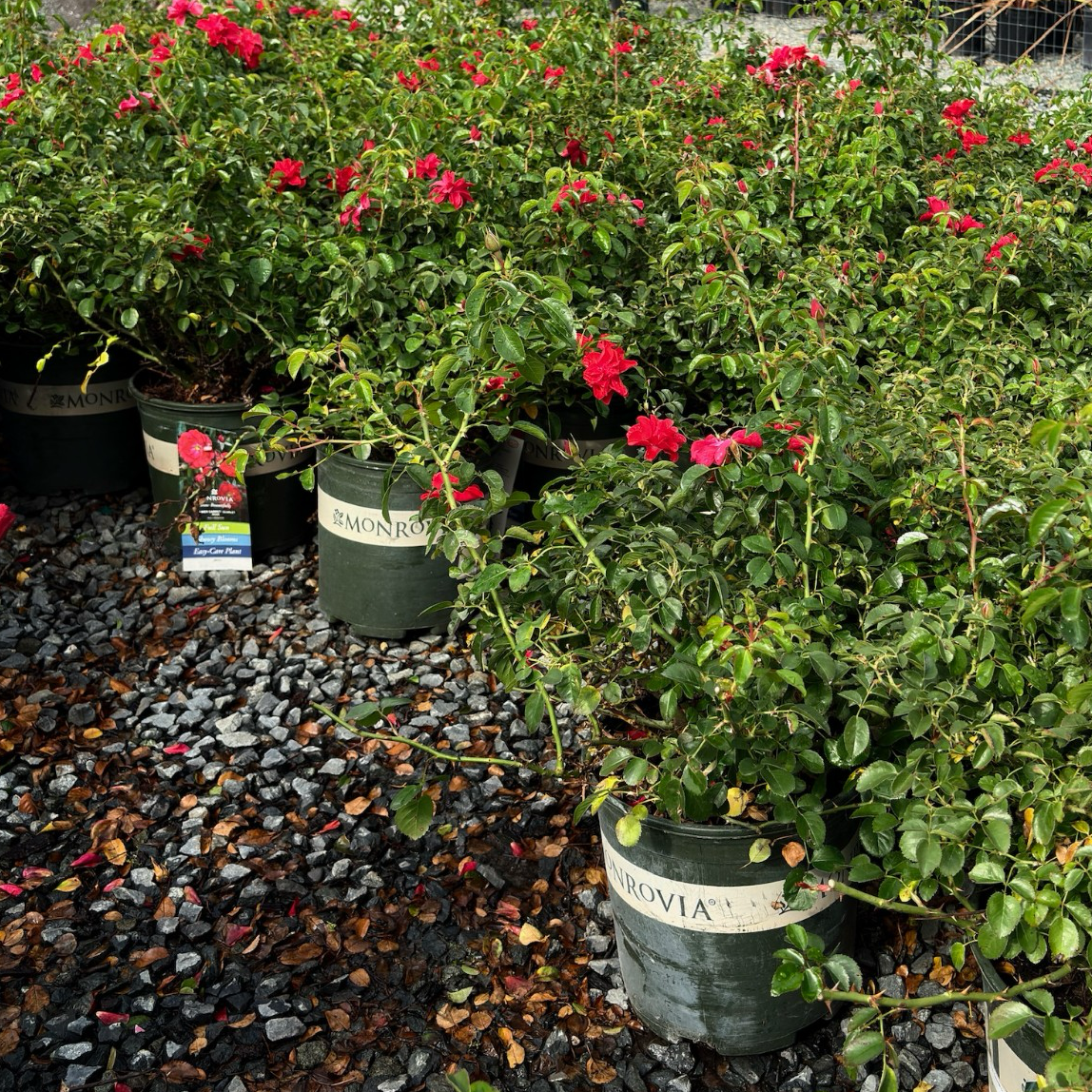 Potted Scarlet Carpet Rosa plants with red flowers in a garden setting