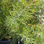 Scarlet Sprite Rosemary Grevillea
