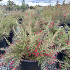 Scarlet Sprite Rosemary Grevillea