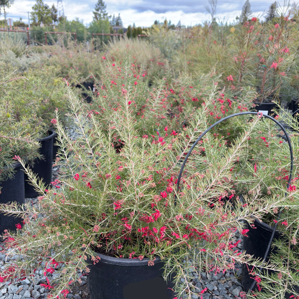 Scarlet Sprite Rosemary Grevillea