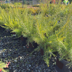 Scarlet Sprite Rosemary Grevillea