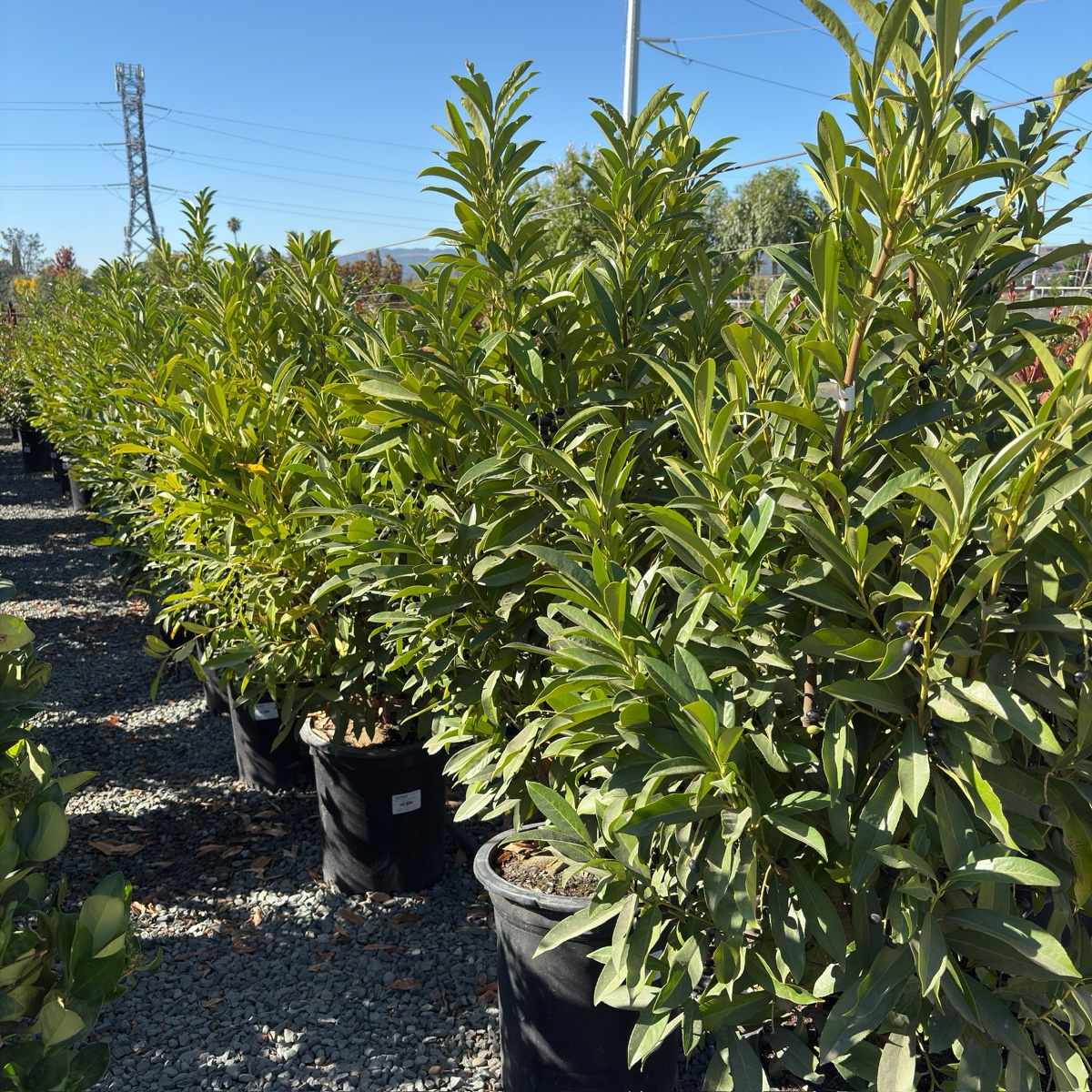 Schipka Cherry Laurel