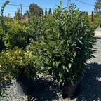 Schipka English Laurel