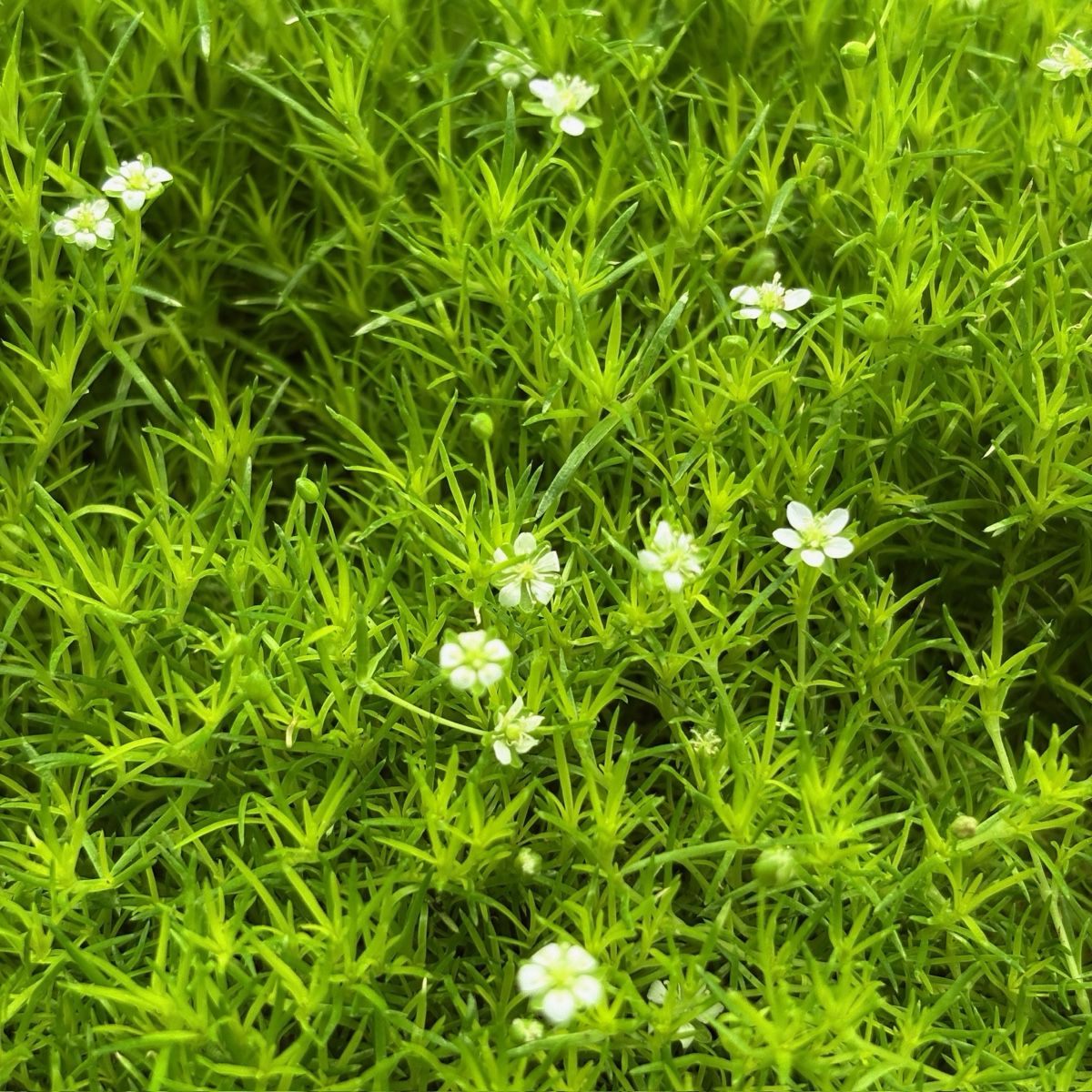 Scotch Moss Close-up of green Scotch Moss with small white flowers
