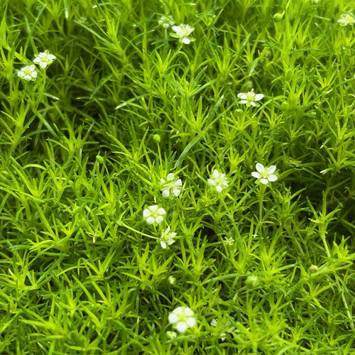 Scotch Moss Ground Cover (Sagina subulata) – Lush Evergreen Carpet