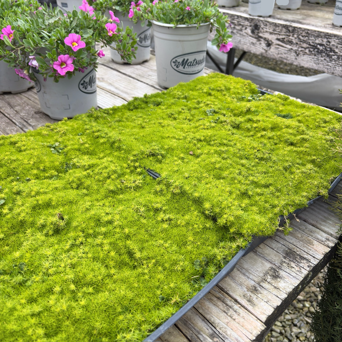 Scotch Moss