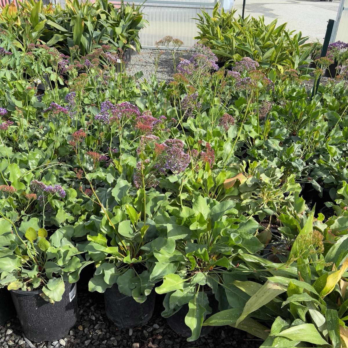 sea lavender plants for sale Sea Lavender