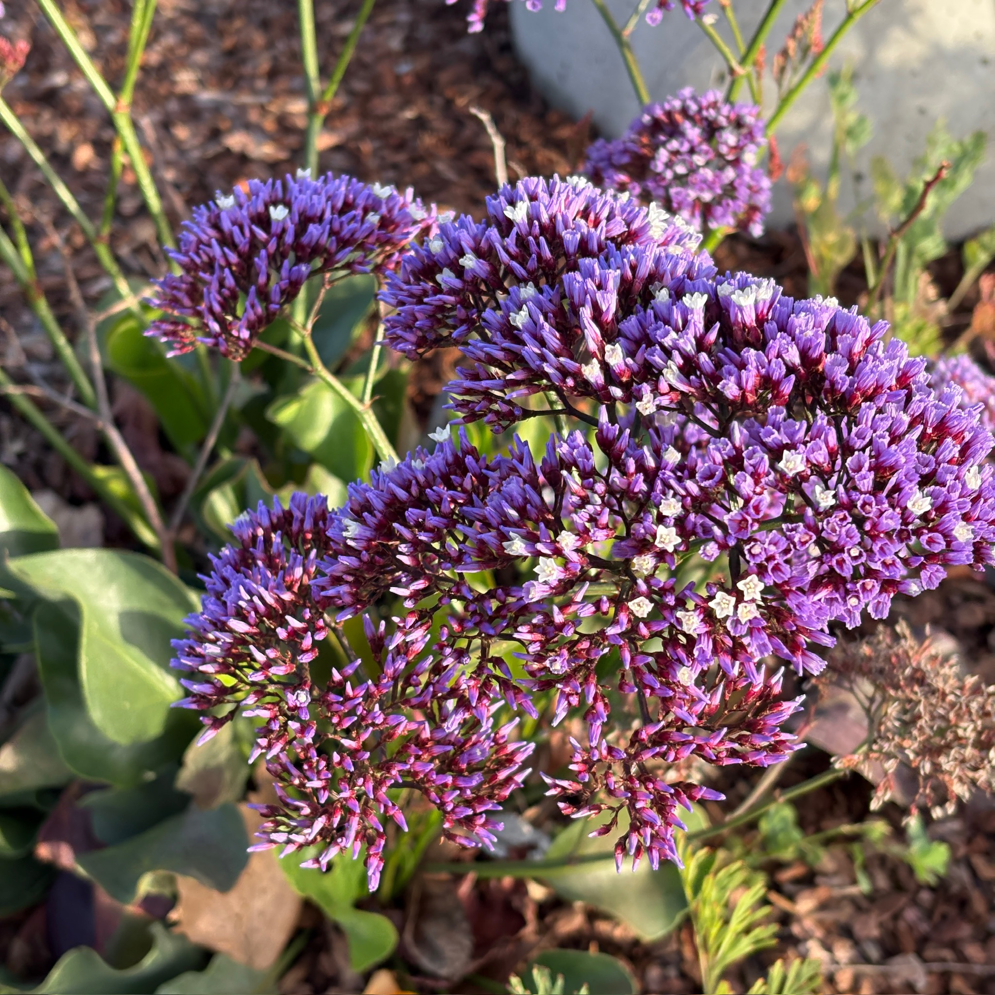 sea lavender plants for sale Sea Lavender