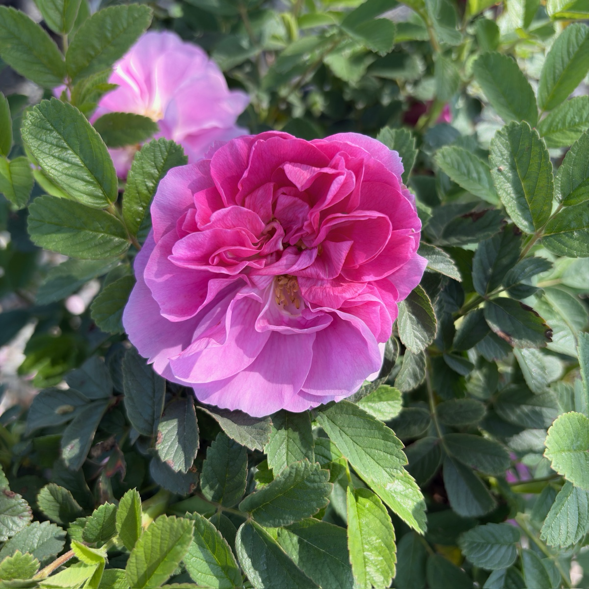 Seaside Swirl Pink Shrub Rose