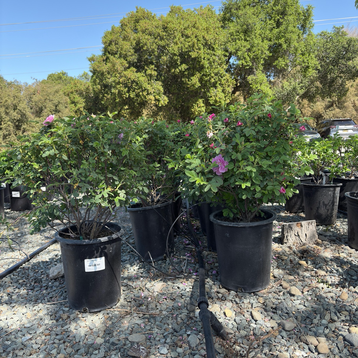 Seaside Swirl Pink Shrub Rose