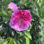 Seaside Swirl Pink Shrub Rose