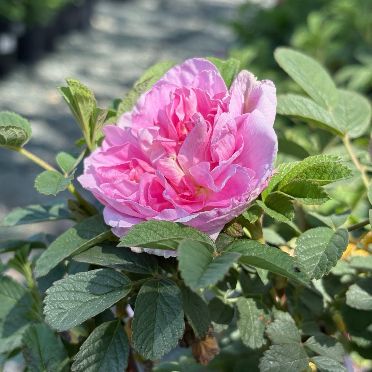 Seaside Swirl Pink Shrub Rose