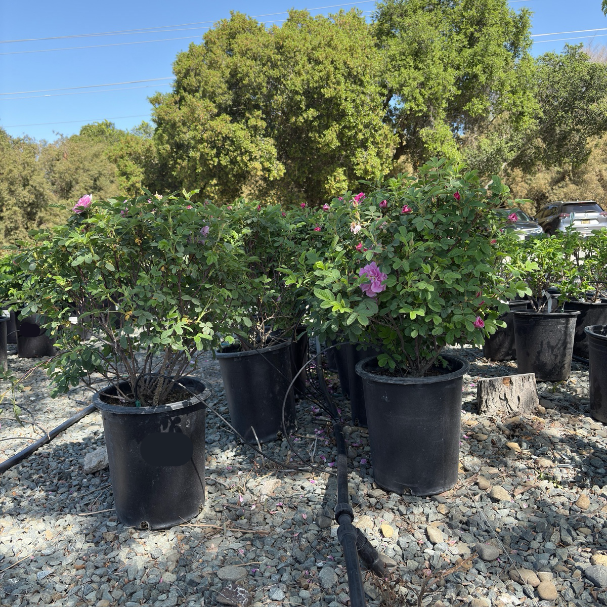 Seaside Swirl Pink Shrub Rose
