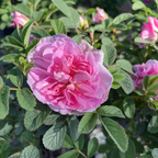 Seaside Swirl Pink Shrub Rose