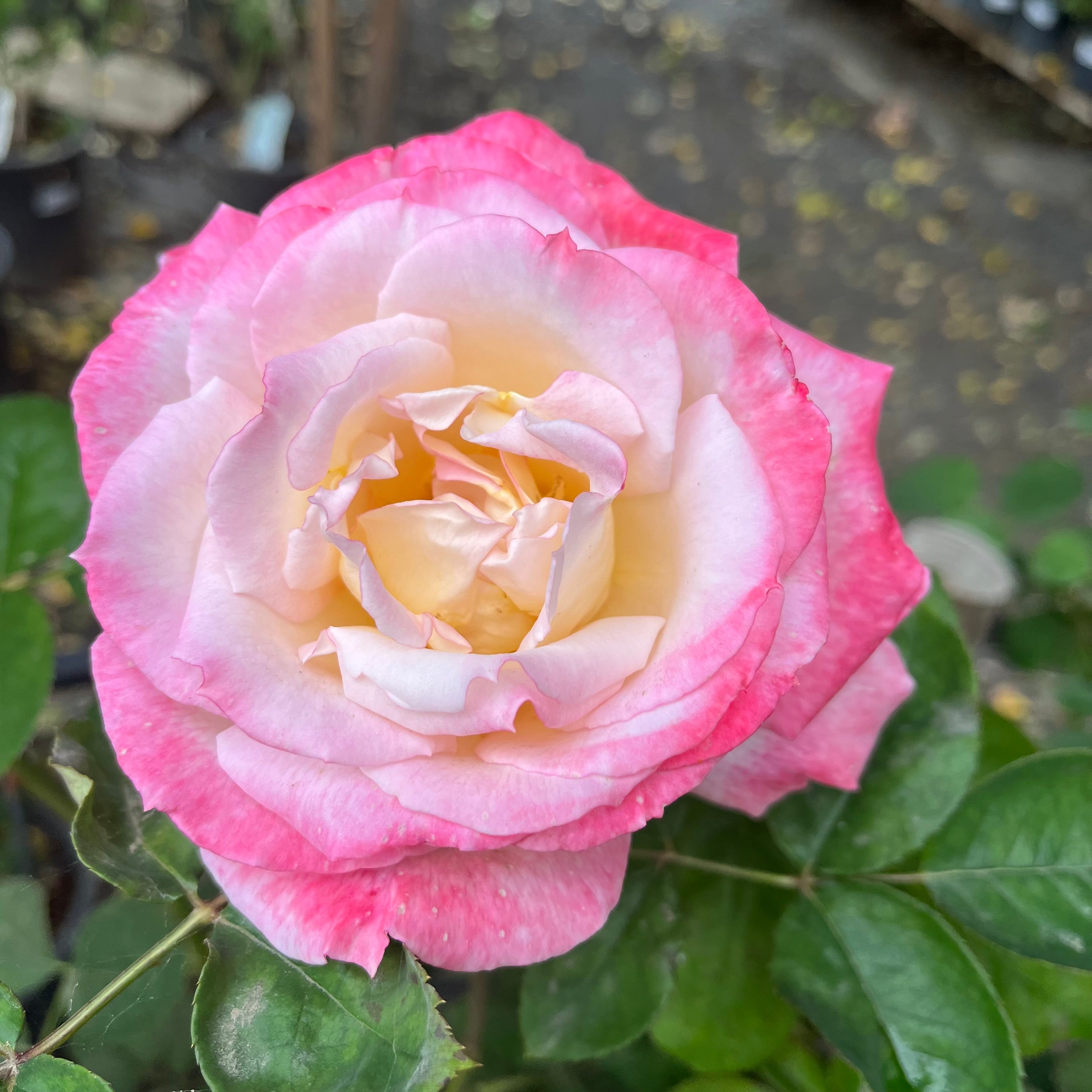 Secret Hybrid Tea Rose