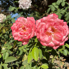 Secret Hybrid Tea Rose