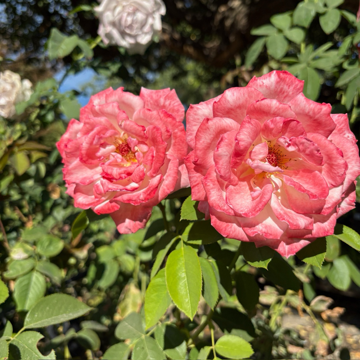 Secret Hybrid Tea Rose