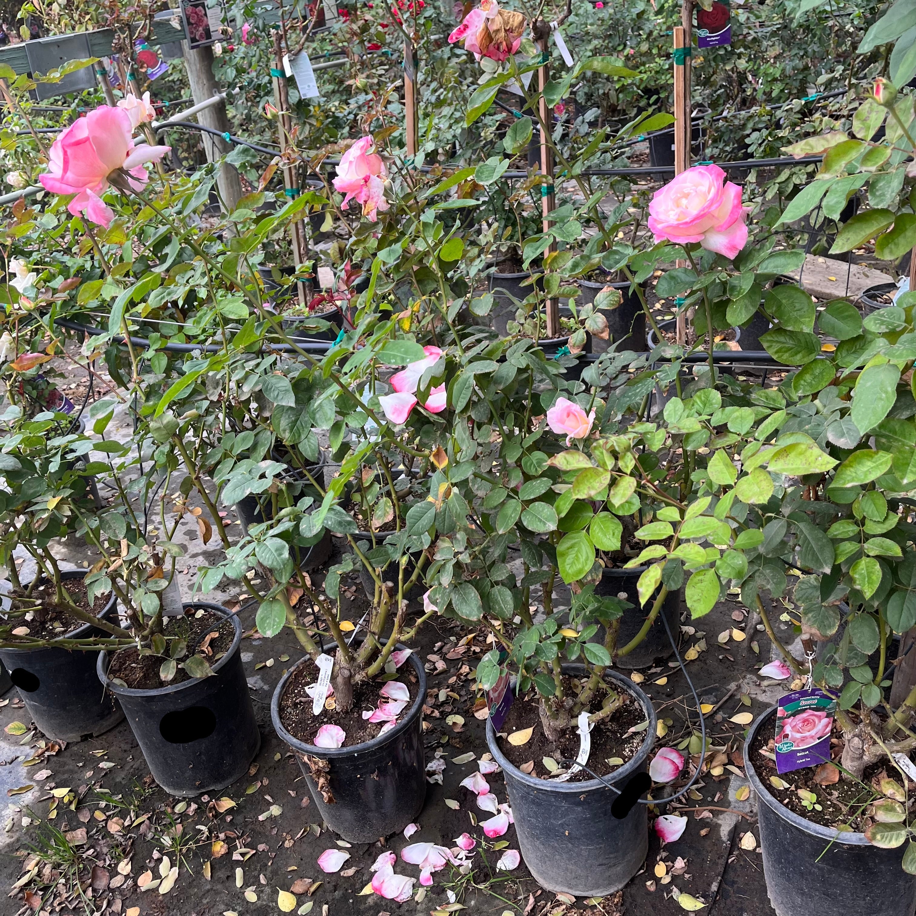 Secret Hybrid Tea Rose