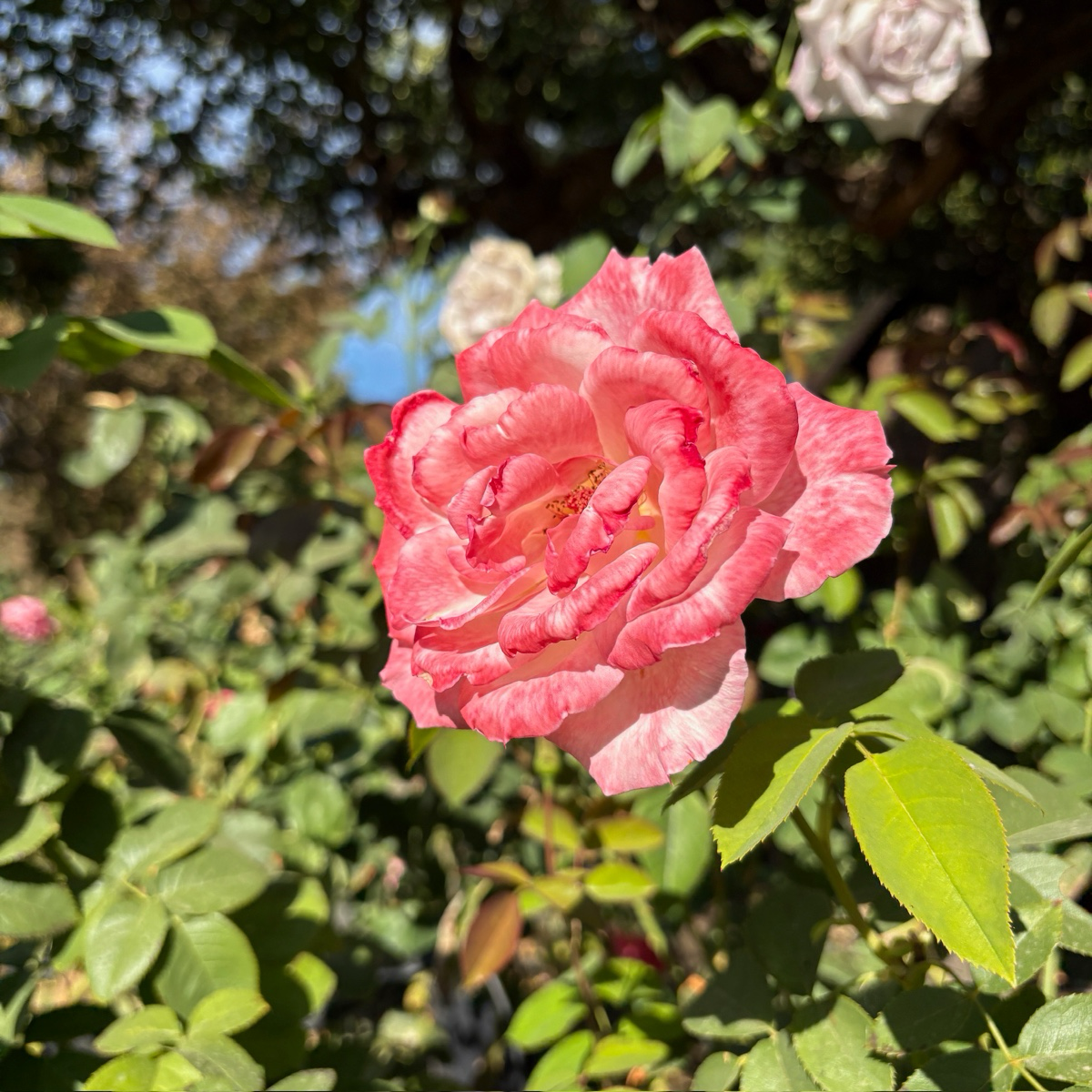 Secret Hybrid Tea Rose