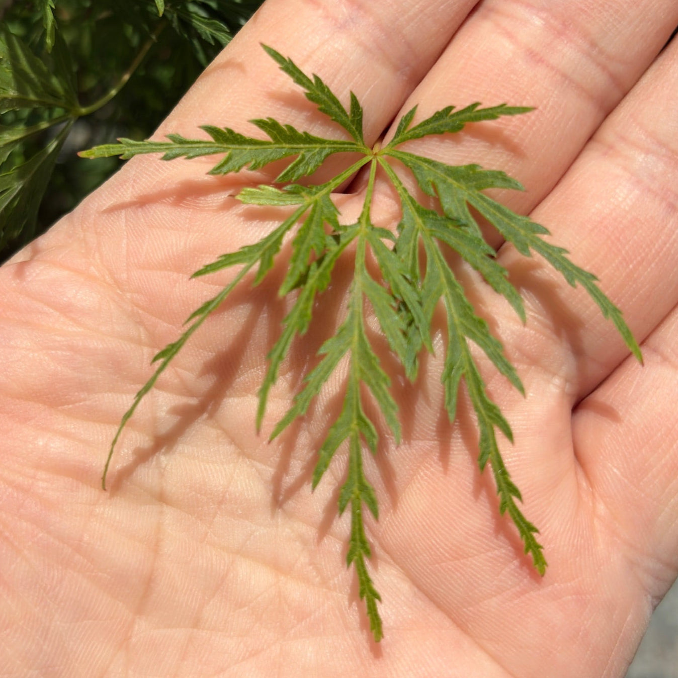 Japanese Maple Trees | Elegant Acer Palmatum for Bay Area Gardens