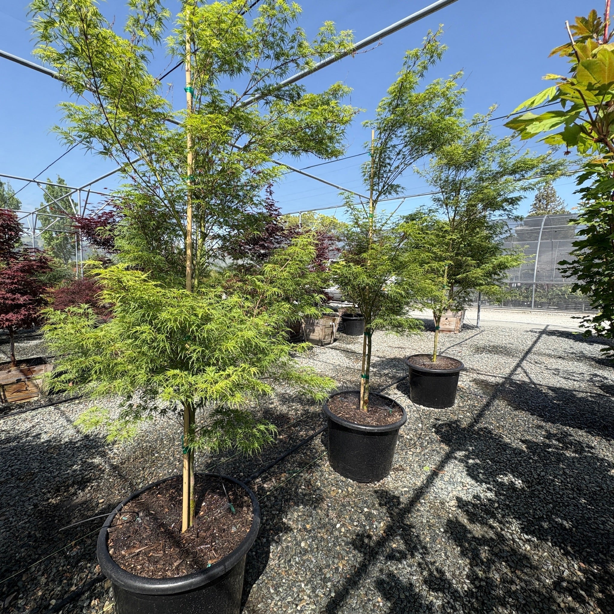 Potted Seiryu Lace Japanese Maple trees in a nursery setting with a clear blue sky.